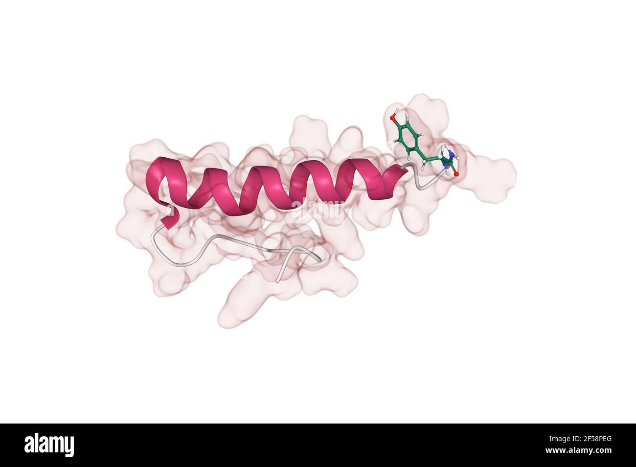 Structure of human hormone peptide YY (PYY), 3D combined cartoon-Gaussian volume model, white background Stock Photo