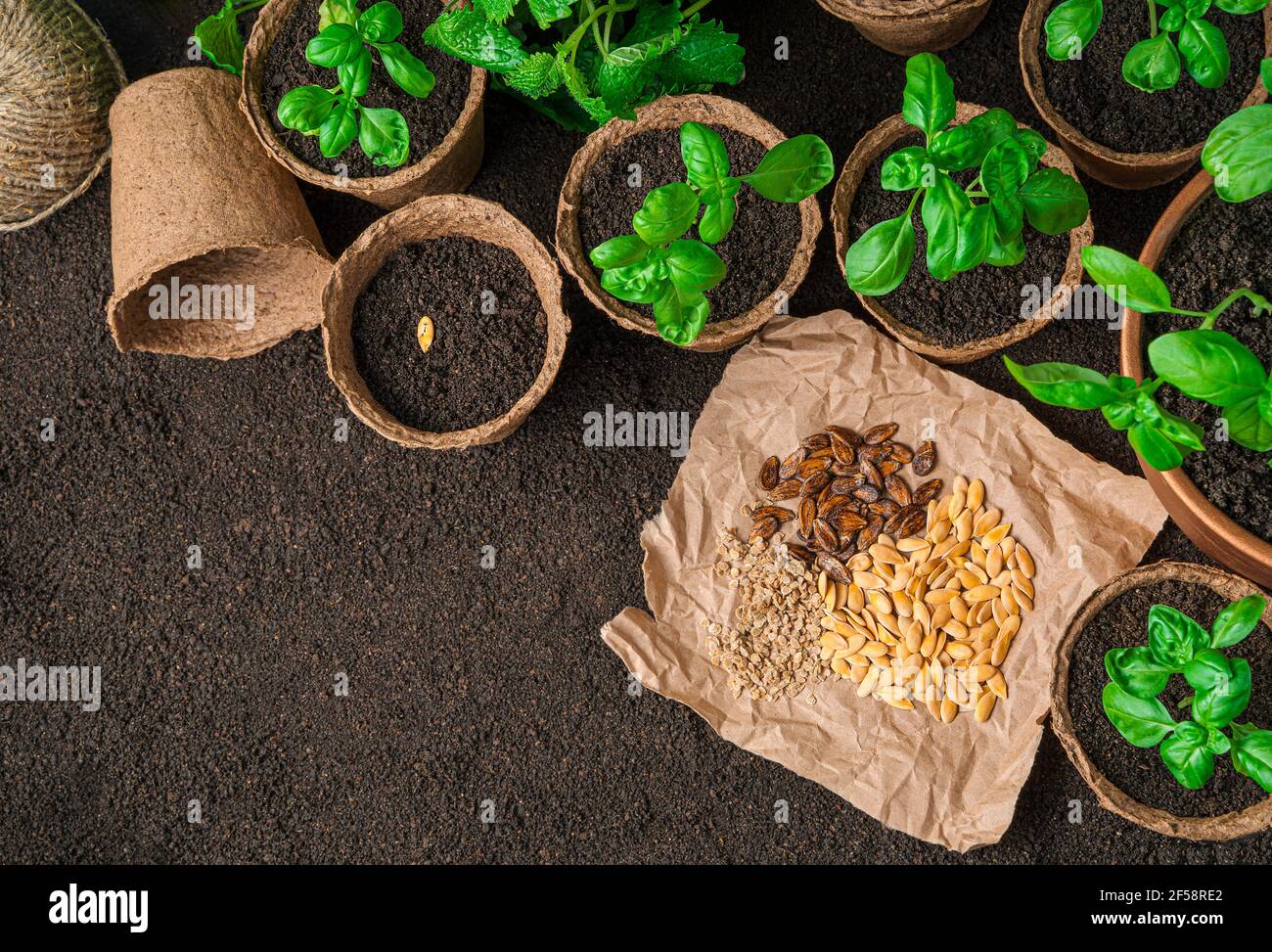 Different types of seeds and seedlings of basil in pots on brown soil