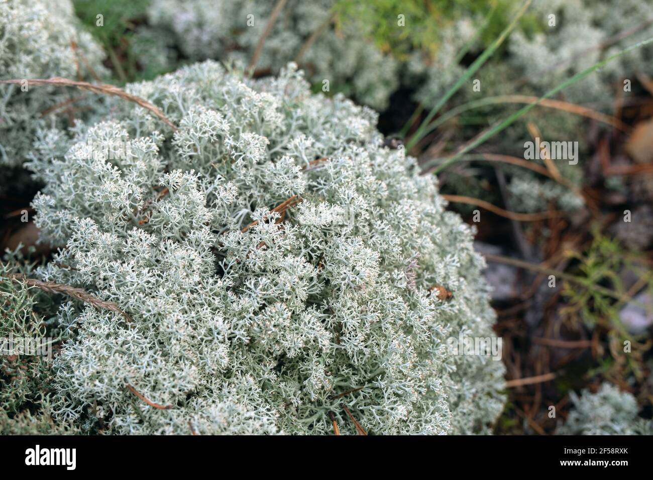 macro photo of deer Iceland moss or Cetraria islandica bush, selective focus. Herbal medicine. Stock Photo