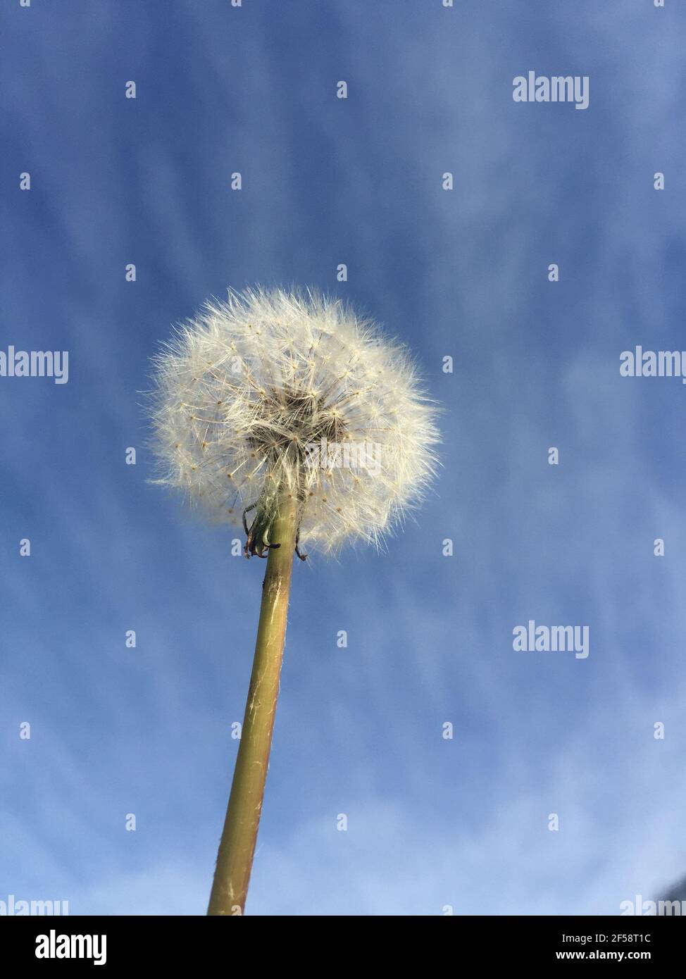 seed head of a dandelion Stock Photo