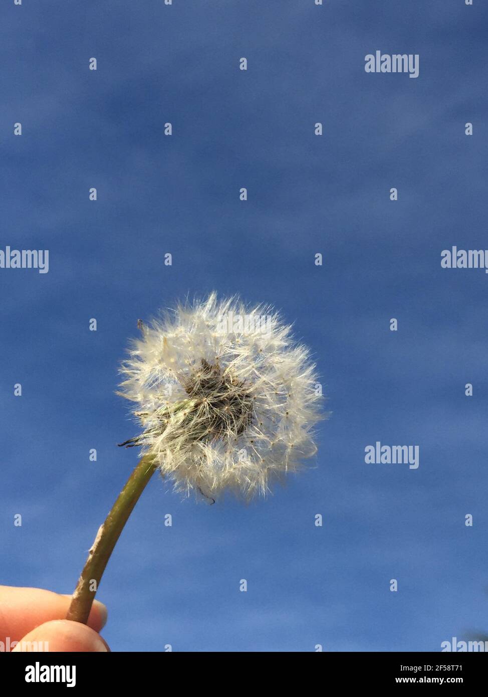 seed head of a dandelion Stock Photo