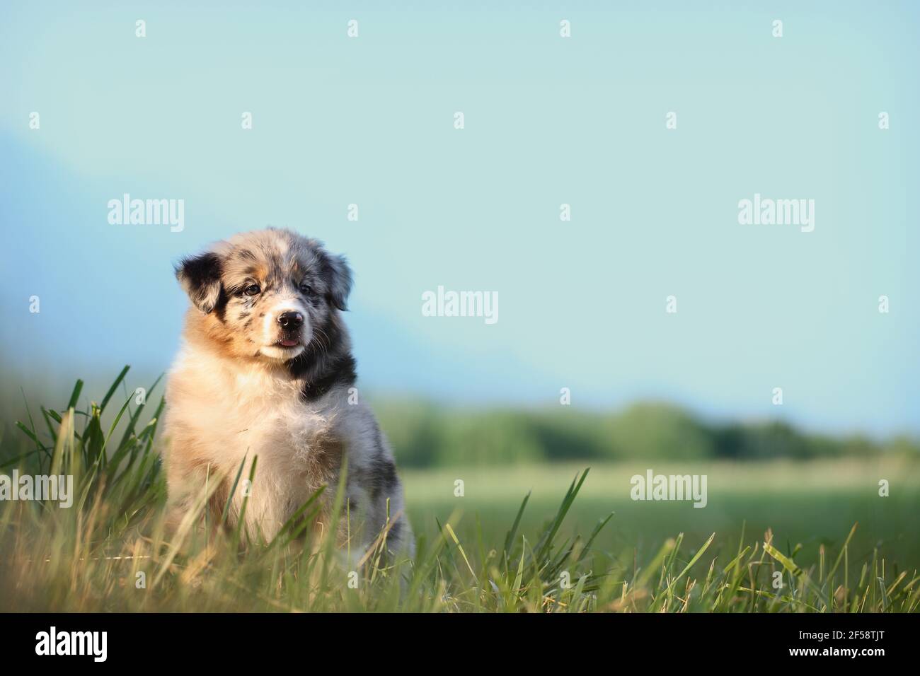 puppy dog, australian shepherd. sitting on green grass, image with wide ...