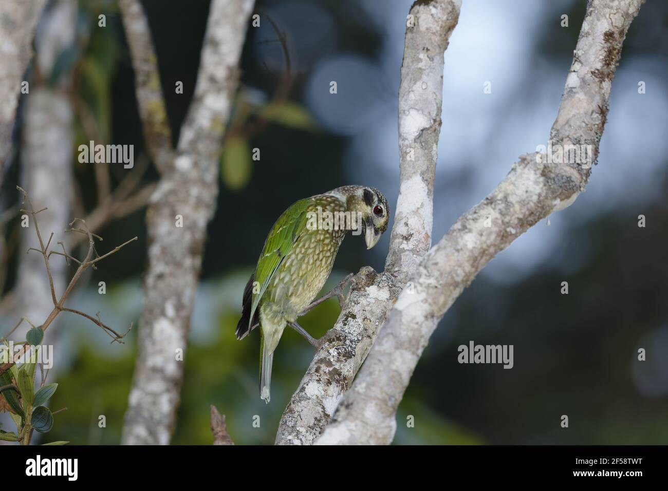 Spotted Catbird Ailuroedus melanotis Atherton Tablelands Queensland, Australia BI029704 Stock Photo