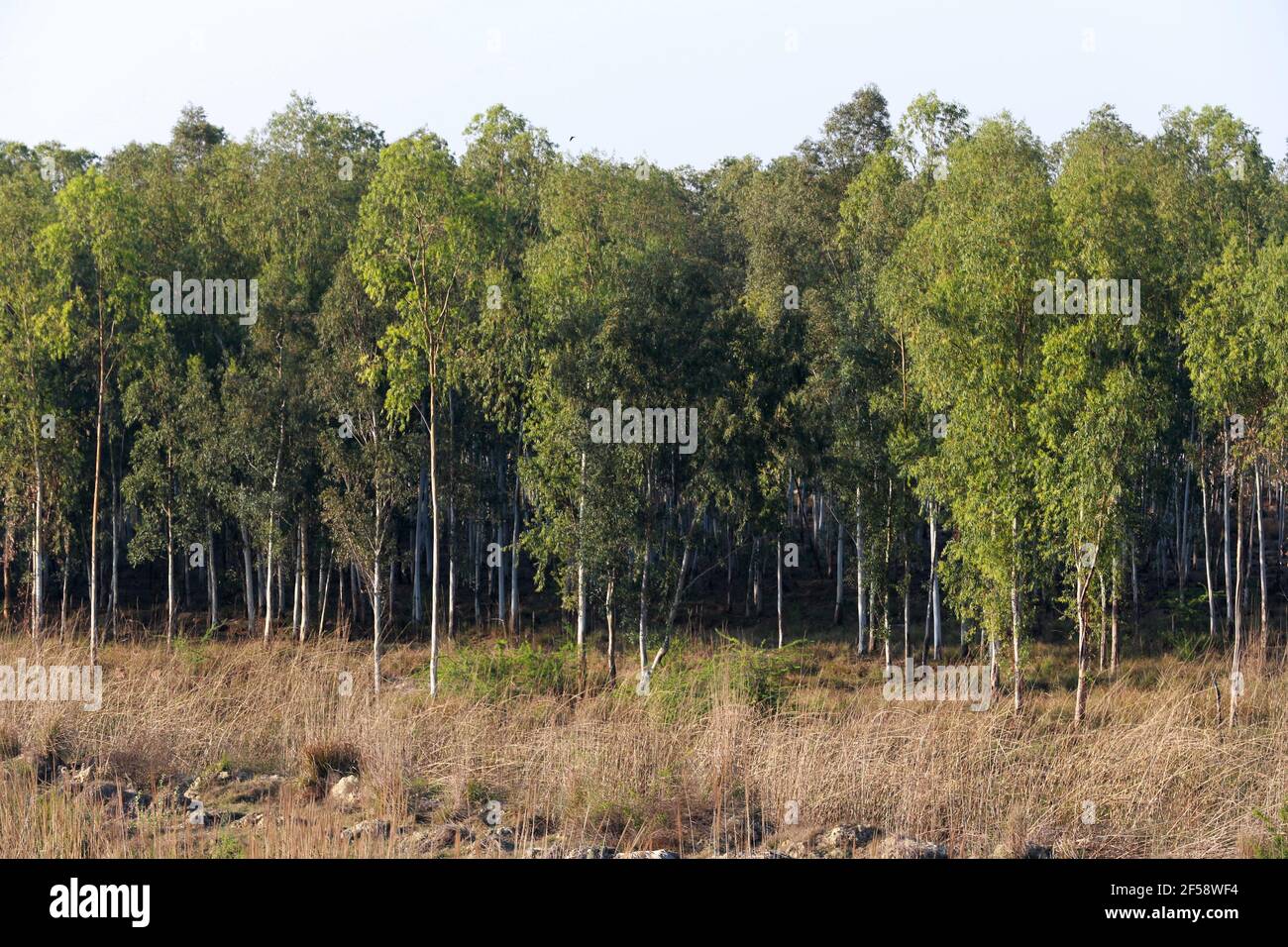 Eucalyptus trees, Landscape View Stock Photo