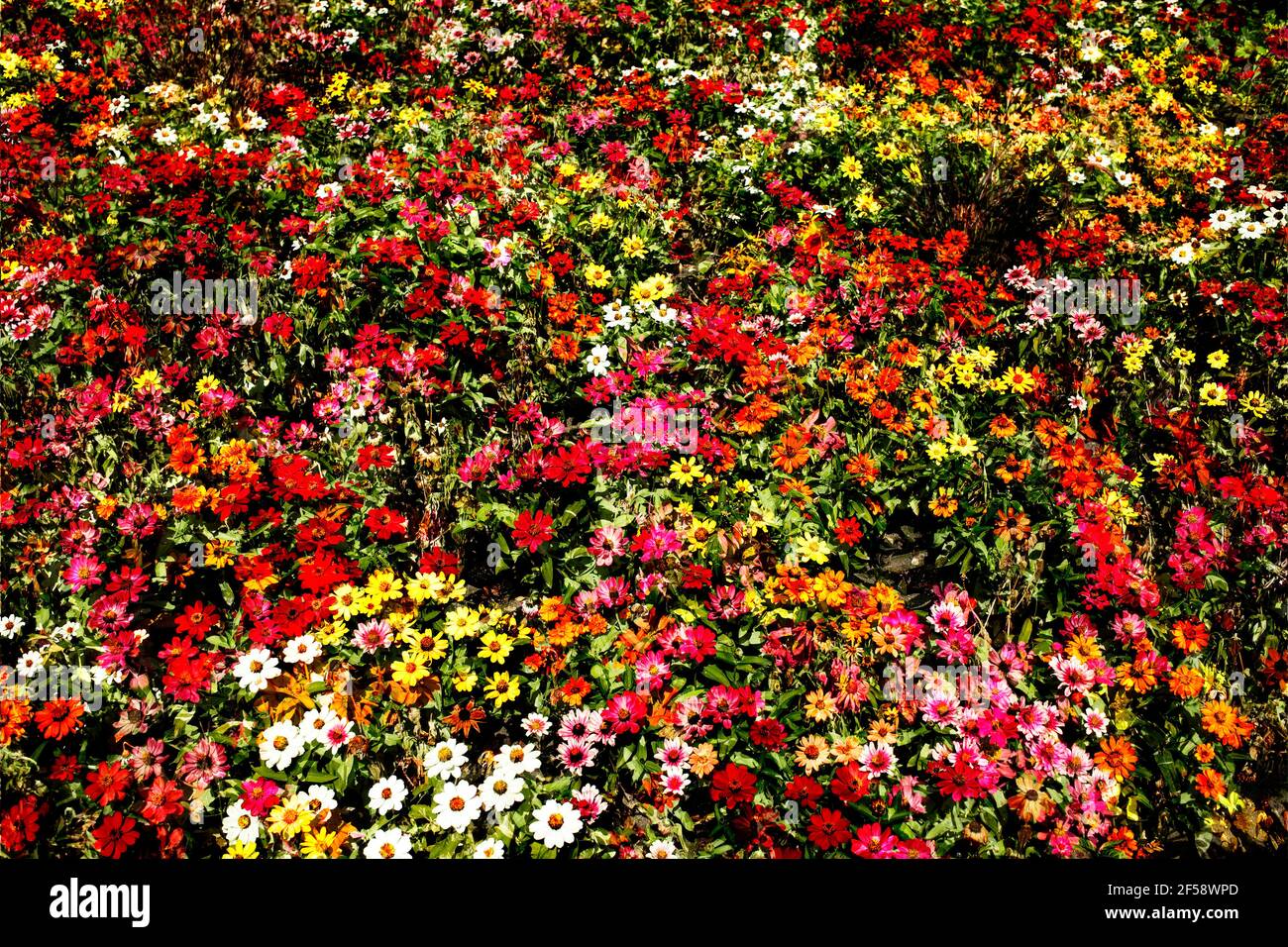 Blühende bunte Sommerblumen abstrakt, Blumenbeet, Deutschland, Europa Stock Photo