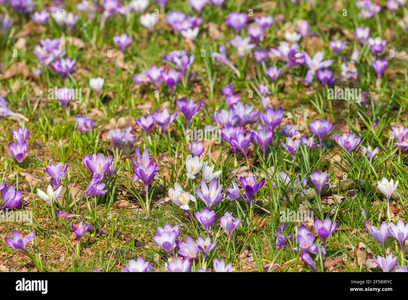 Blühende Krokusse, CloseUp, Deutschland, Europa Stock Photo Alamy