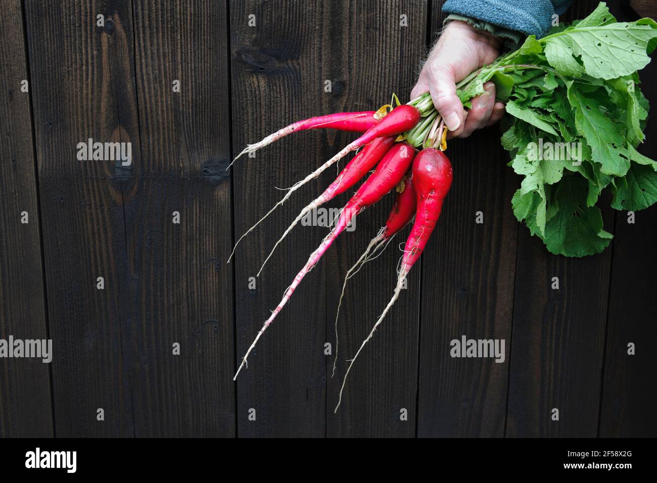 A bunch of long rooted Heritage radish 'Woods Frame' Stock Photo