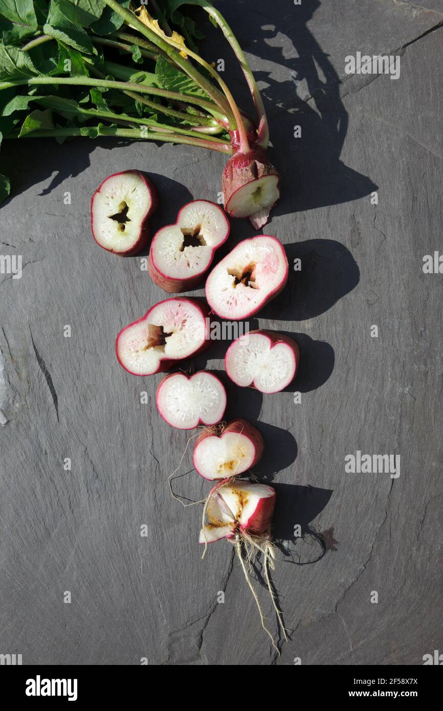 Long rooted radish  cut in sections to show hollow pithy root caused by leaving too long in ground, and irregular watering during dry summer. Stock Photo