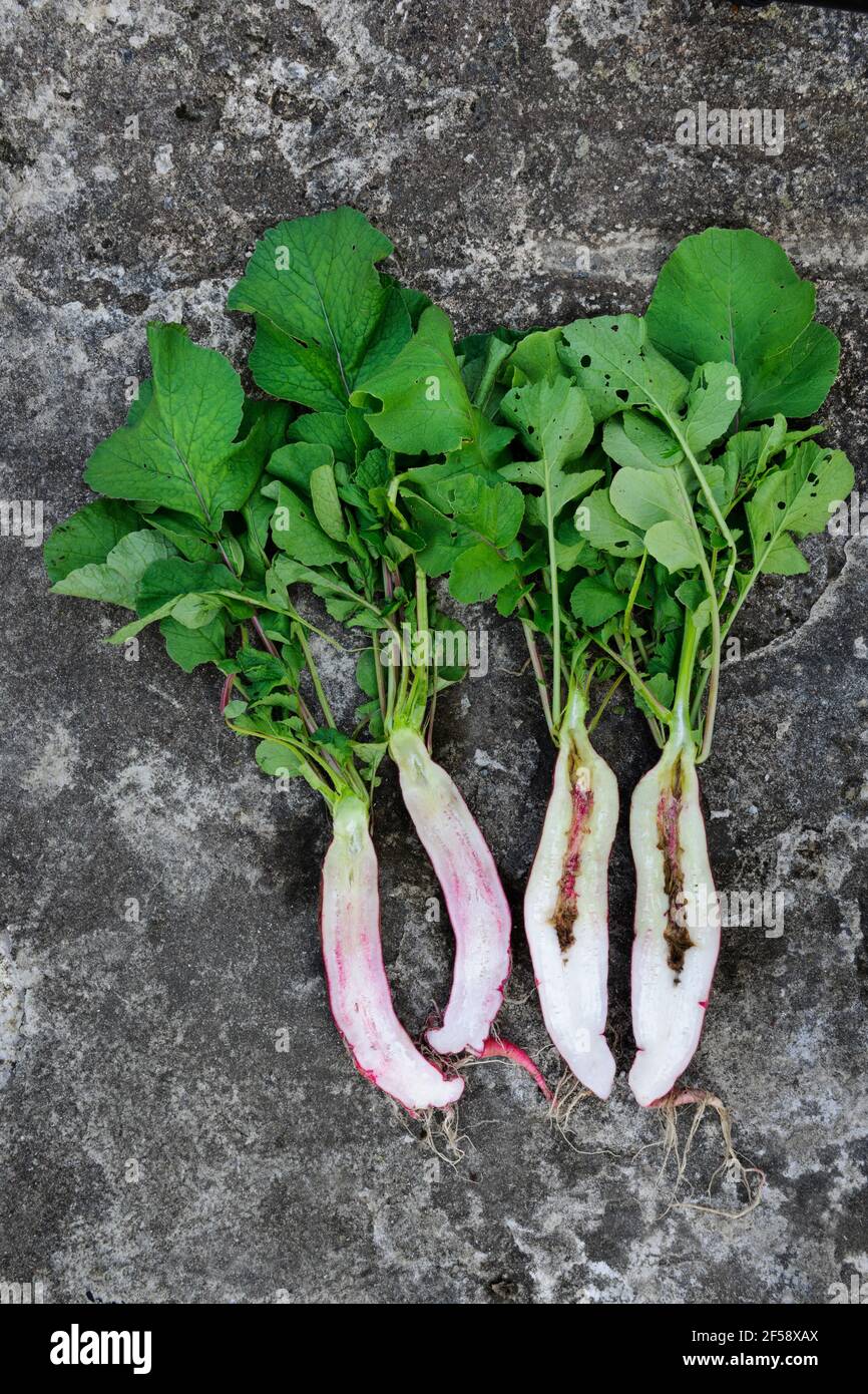 Radish plants with twisted root tips caused by being left in pots too long before transplanting, and hollow root caused by not picking soon enough. Stock Photo