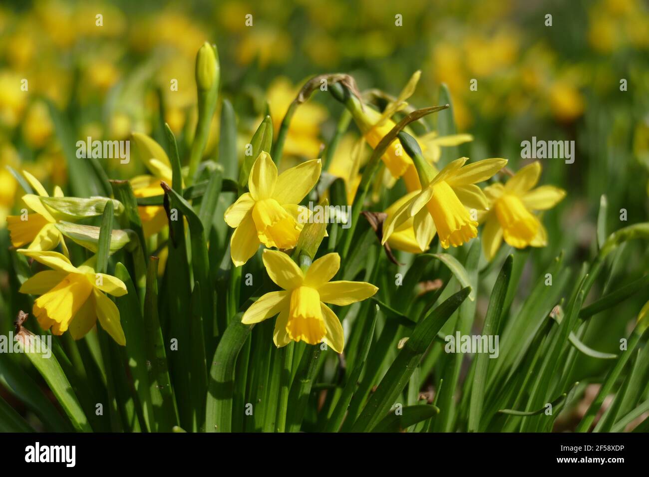 Gelbe Narzissen, Narzissenblüte  (Narcissus Pseudonarcissus), Deutschland Stock Photo