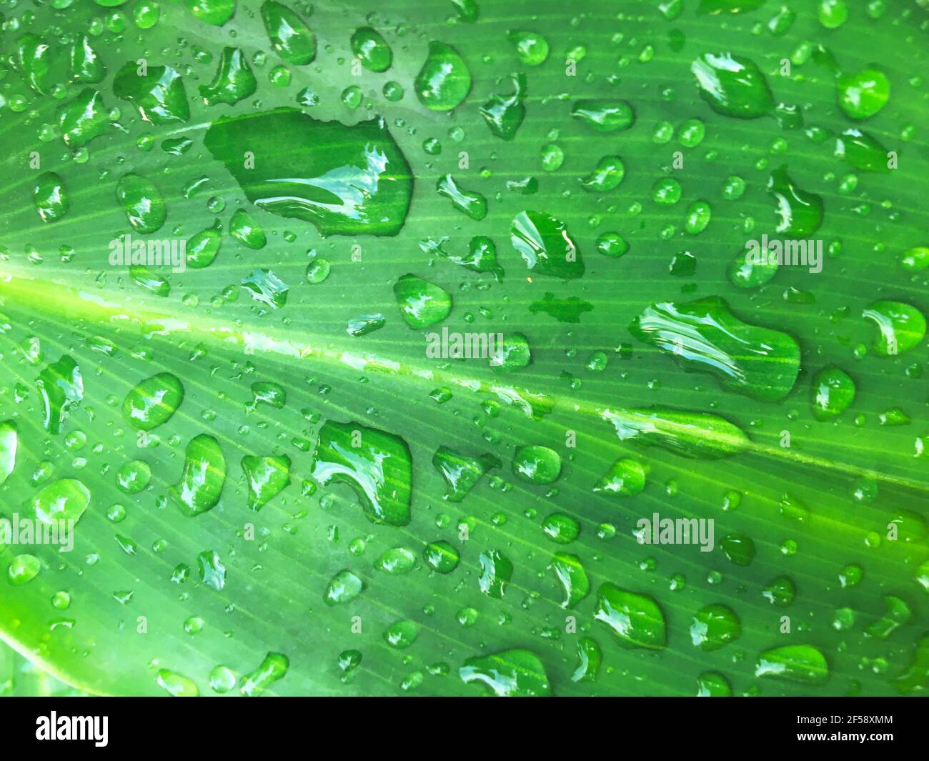 Drop water of green leaf texture background. Wallpaper for design ...