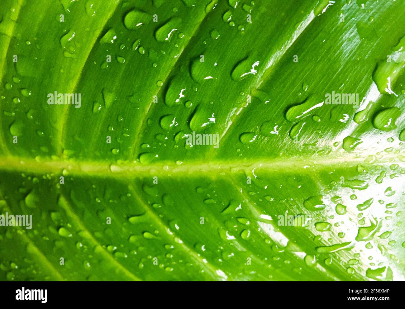 Drop water of green leaf texture background. Wallpaper for design ...