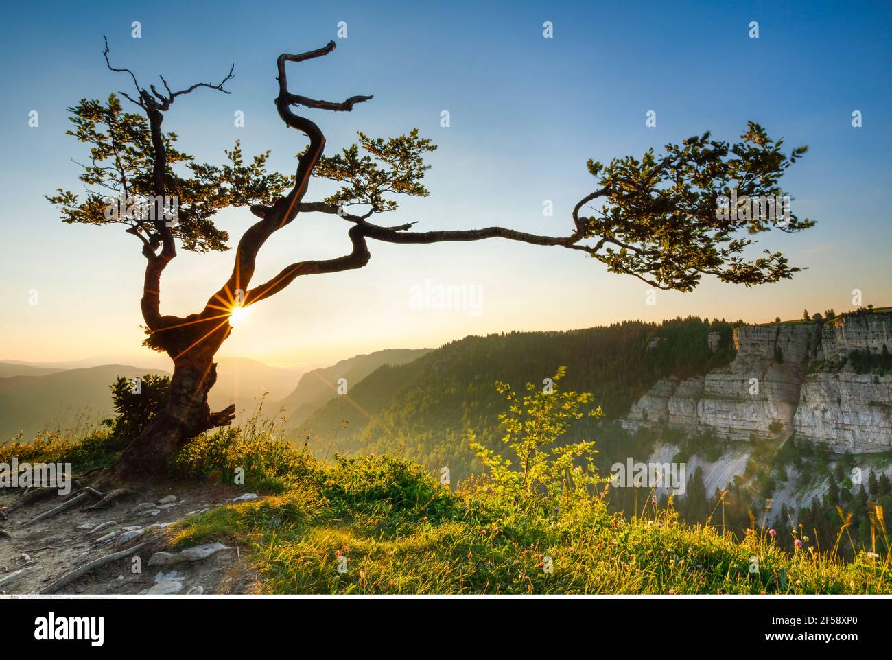 geography / travel, Switzerland, Neuenburg, beech at sunrise, Additional-Rights-Clearance-Info-Not-Available Stock Photo