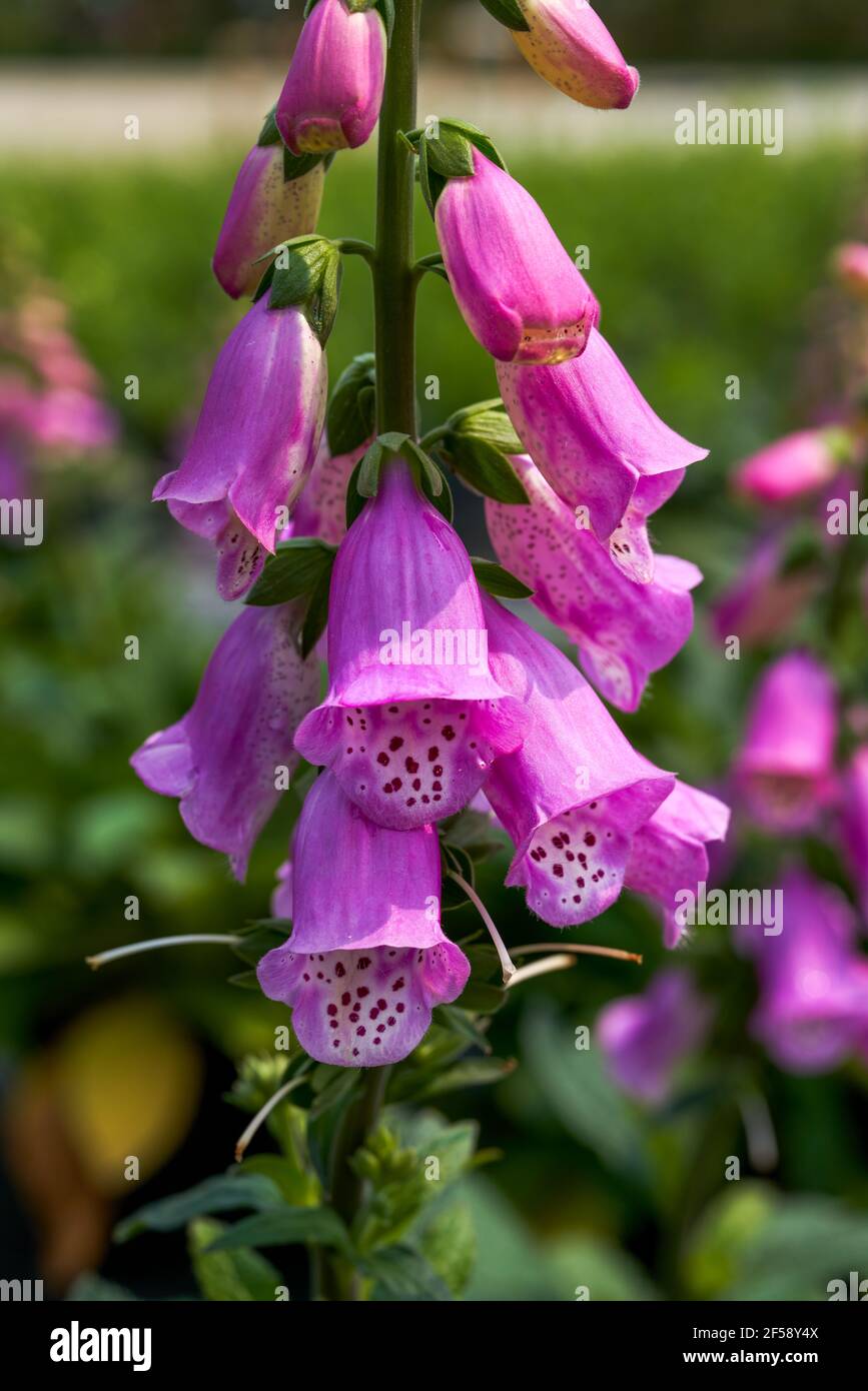 Close-up of a blooming pink bellflower flower, Campanula medium L. Stock Photo