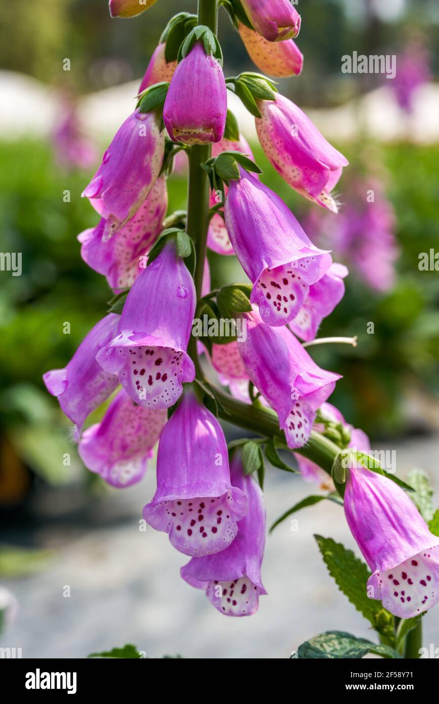 Close-up of a blooming pink bellflower flower, Campanula medium L. Stock Photo