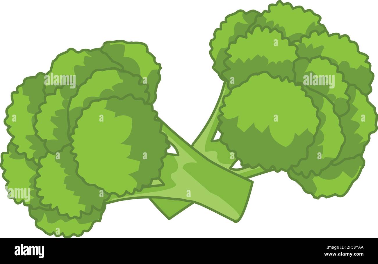 Broccoli illustration vector isolated on white background Stock Vector