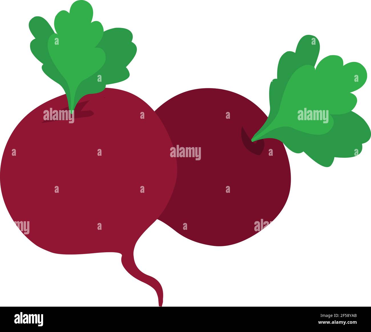 Beetroot illustration vector isolated on white background Stock Vector