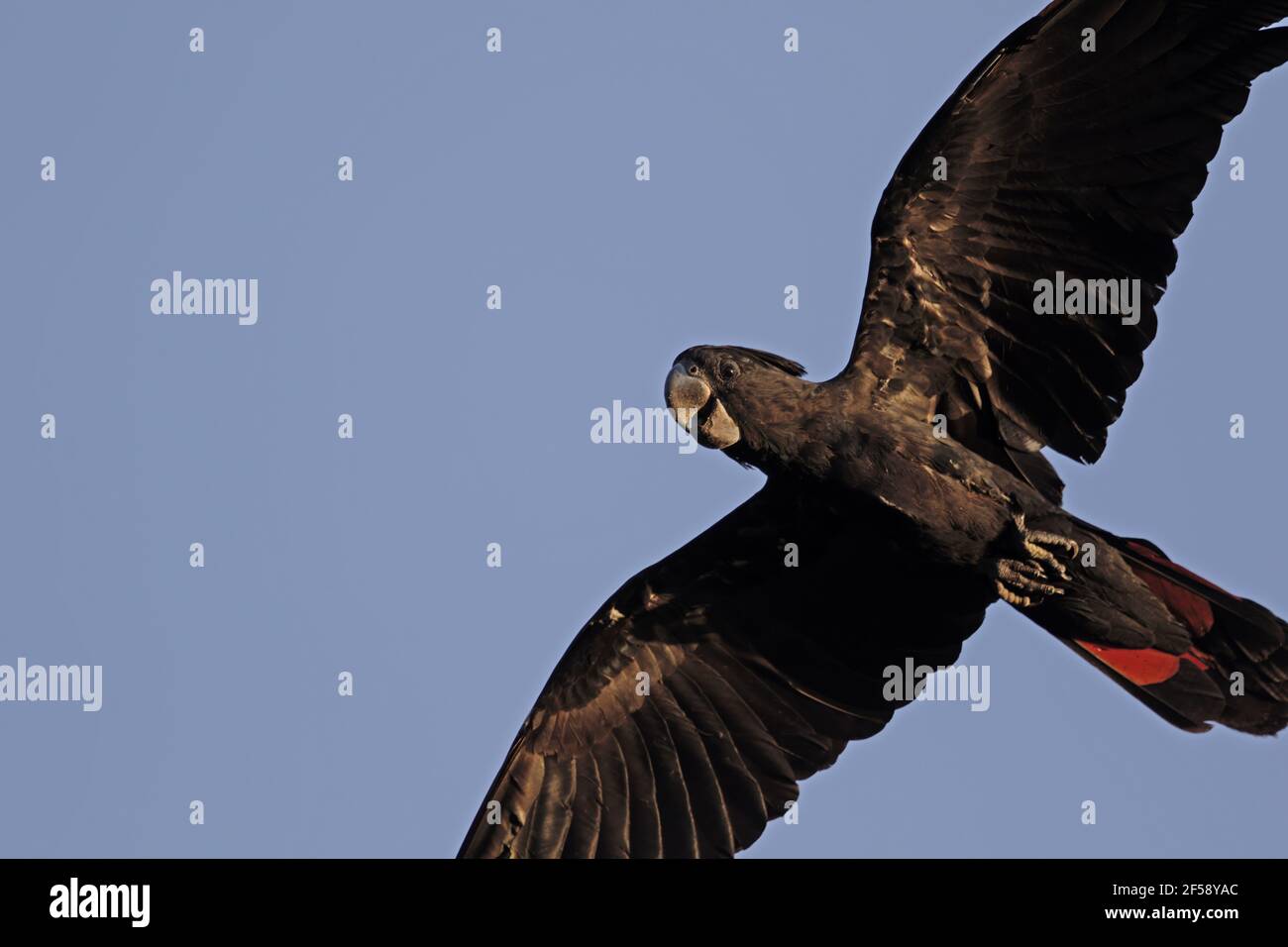 Redtailed Black Cockatoo in flight Calyptorhynchus banksii Howard