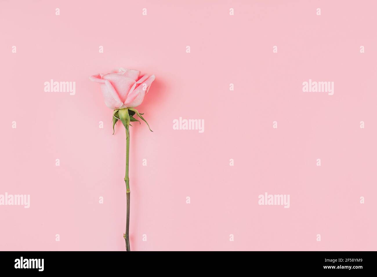 Beautiful rose against pink background. Free space for text. Stock Photo