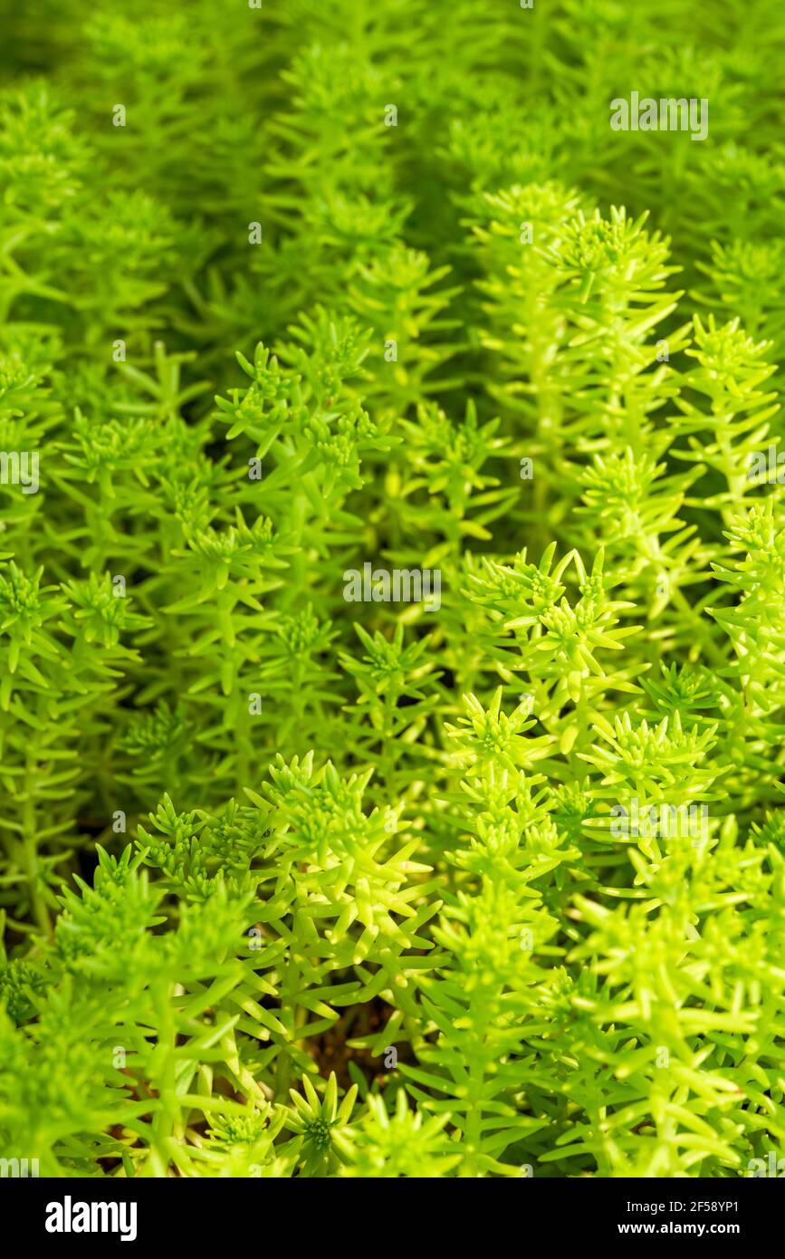 Close-up of a lush buddha grass, Sedum lineare Thunb. Stock Photo