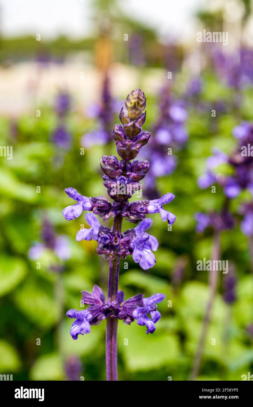 Close-up of a purple sage ready to bloom, Salvia japonica. Stock Photo