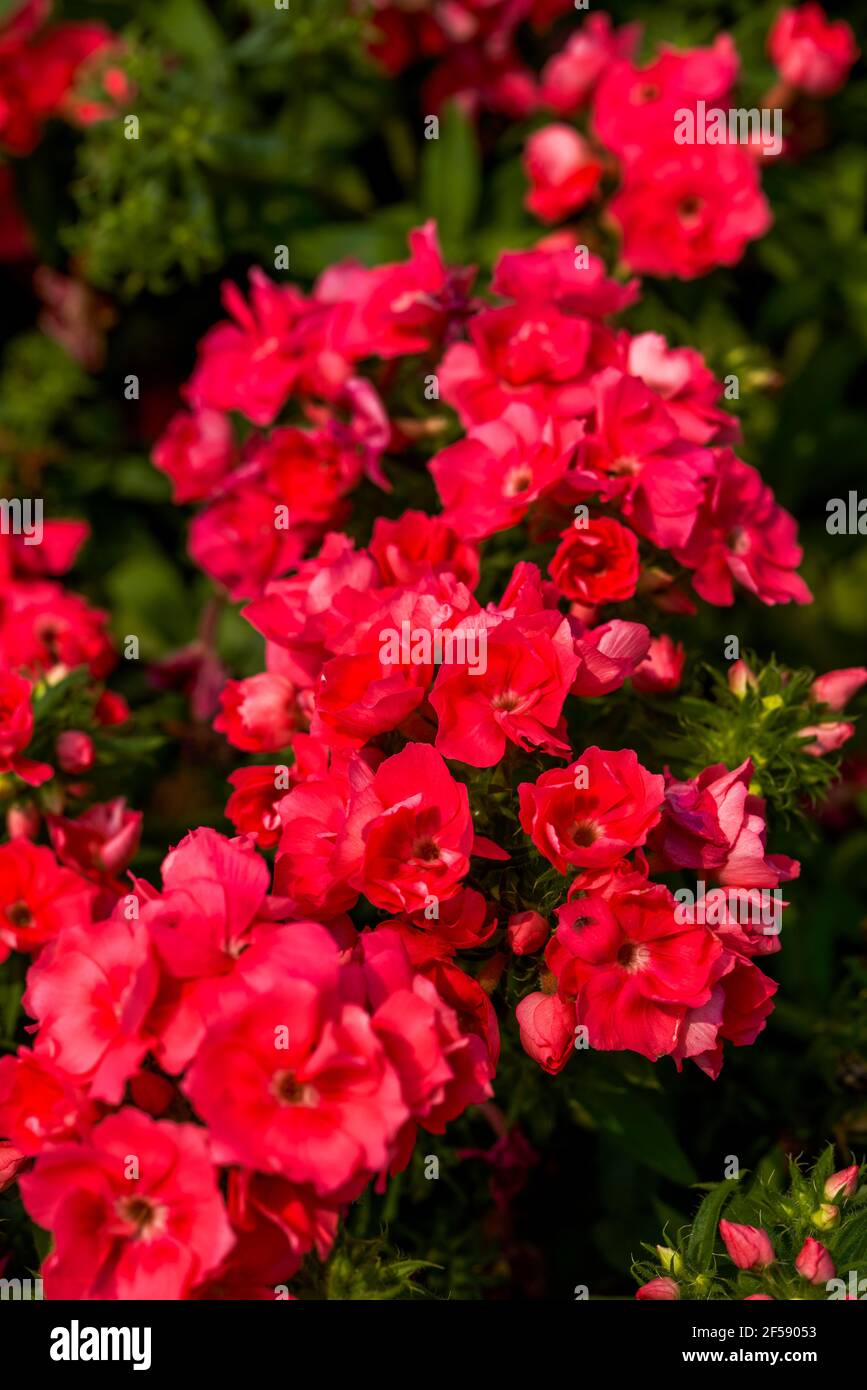Close-up of a lush magenta kalanchoe flower Stock Photo