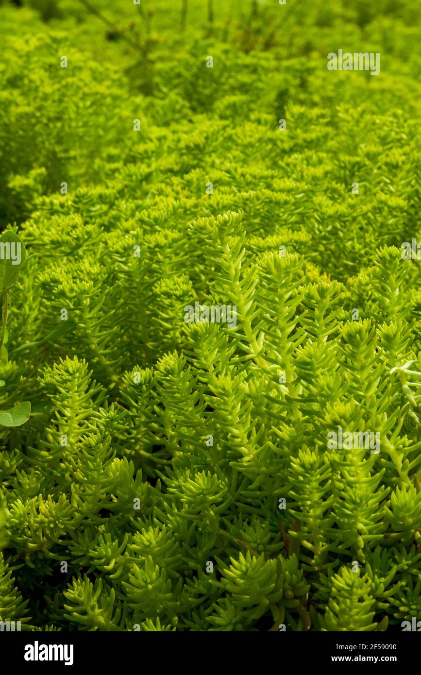 Close-up of a lush buddha grass, Sedum lineare Thunb. Stock Photo
