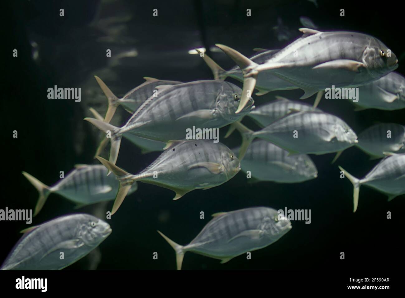 Beautiful underwater background with a school of fish Stock Photo - Alamy