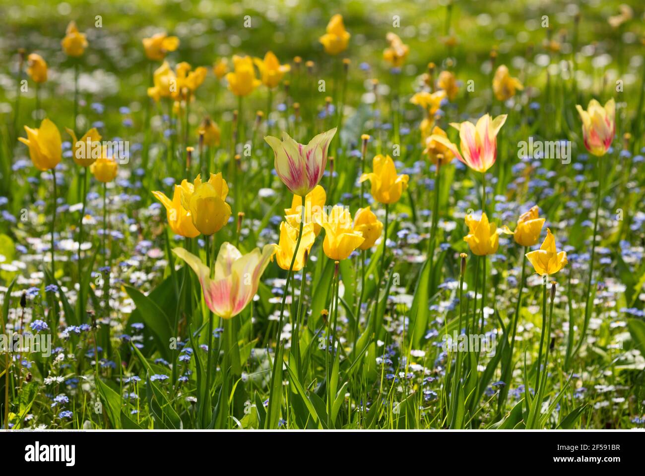geography / travel, Germany, North Rhine-Westphalia, spring meadow, tulips (Tulipa), Additional-Rights-Clearance-Info-Not-Available Stock Photo