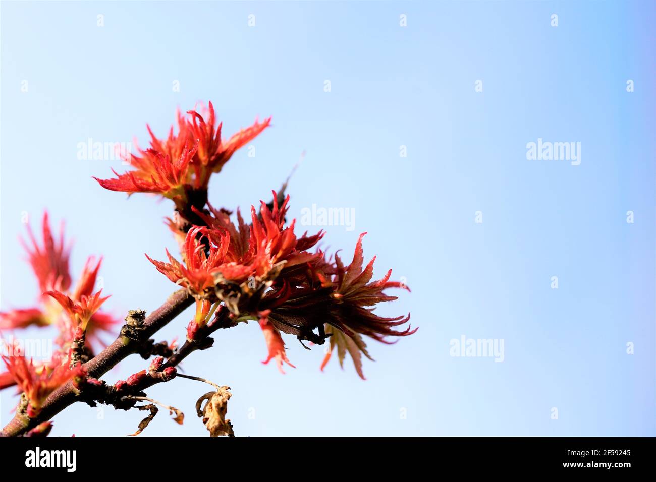 Japanese maple blooms in spring. Red leaves on a branch with blue sky in the background. Stock Photo