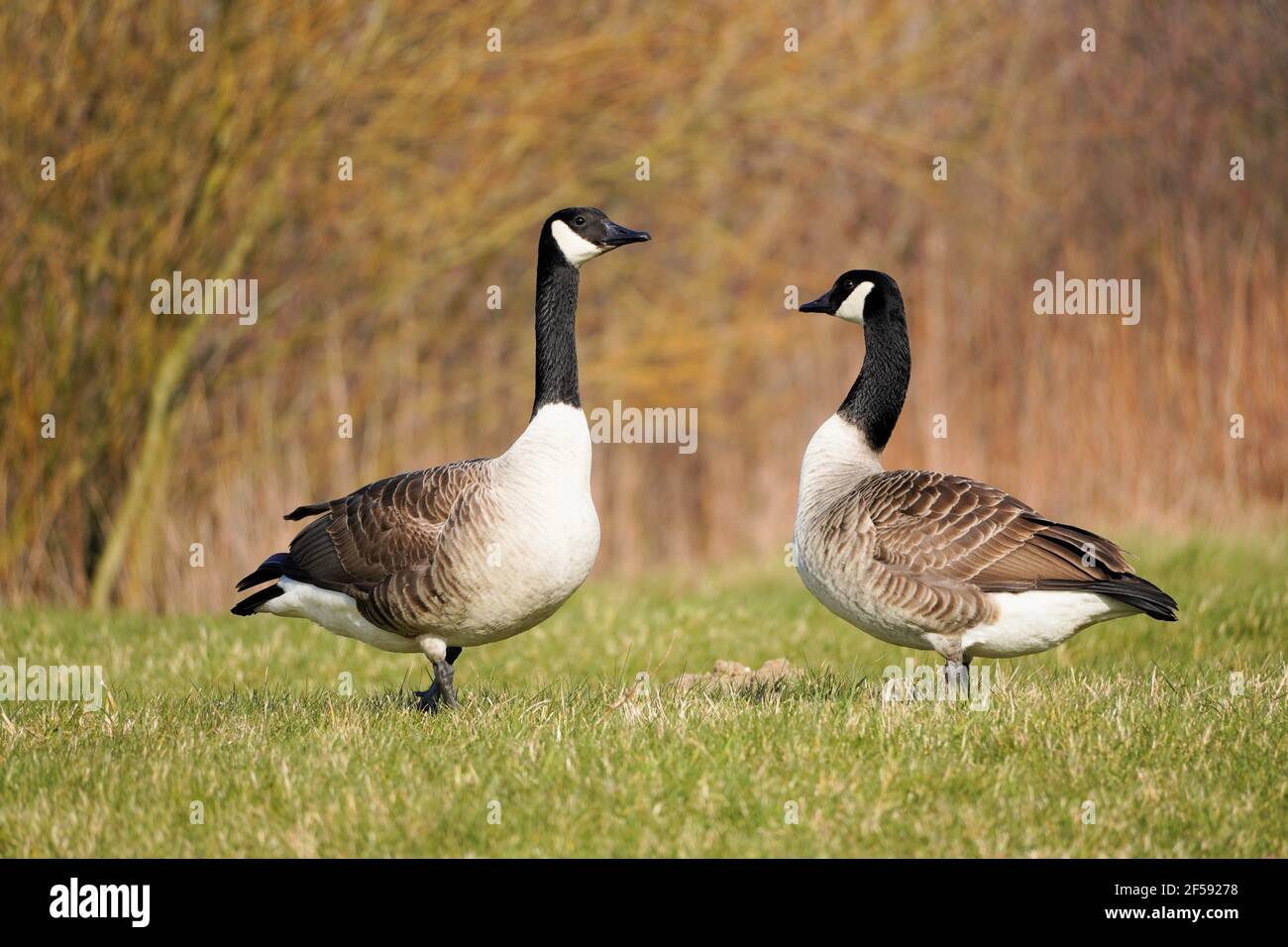 Canada Goose Feathers Stock Photo - Download Image Now - Animal