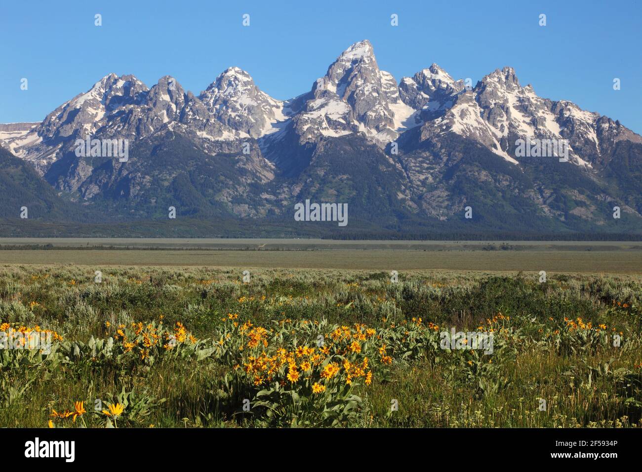 geography / travel, USA, Wyoming, Jackson, Wildblumen, Antelope Flats, Teton Range, Grand Teton Nation, Additional-Rights-Clearance-Info-Not-Available Stock Photo