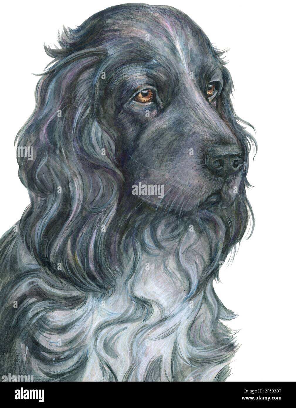 Cocker Spaniel, dog, portrait, graphics, watercolor Stock Photo