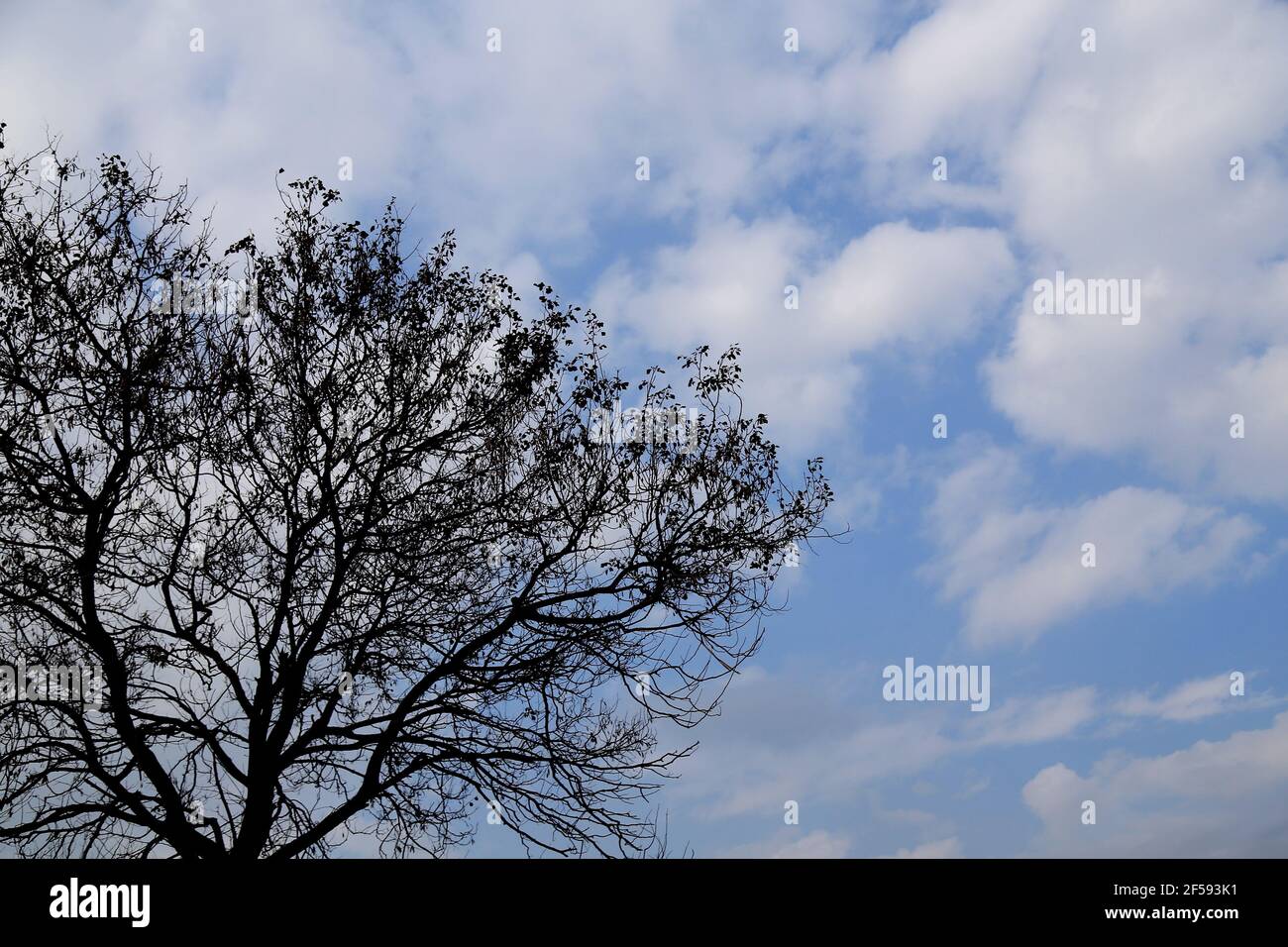 Tree silhouette against cloudy sky Stock Photo