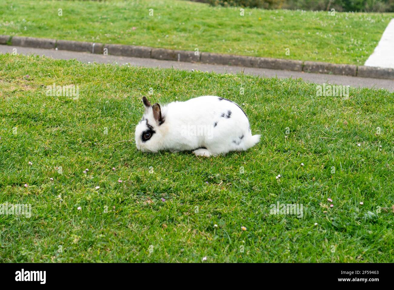 White rabbit with black eyes on the grass eats in the park Stock Photo ...