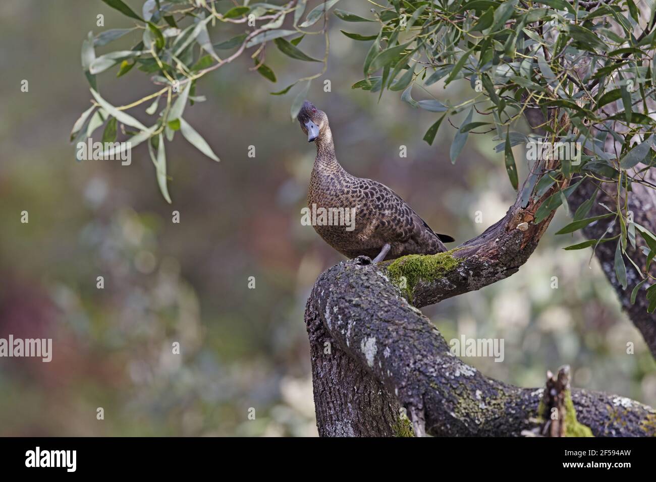 Chesnut Teal Duck - female Anas castanea Tasmania Australia BI029967 Stock Photo