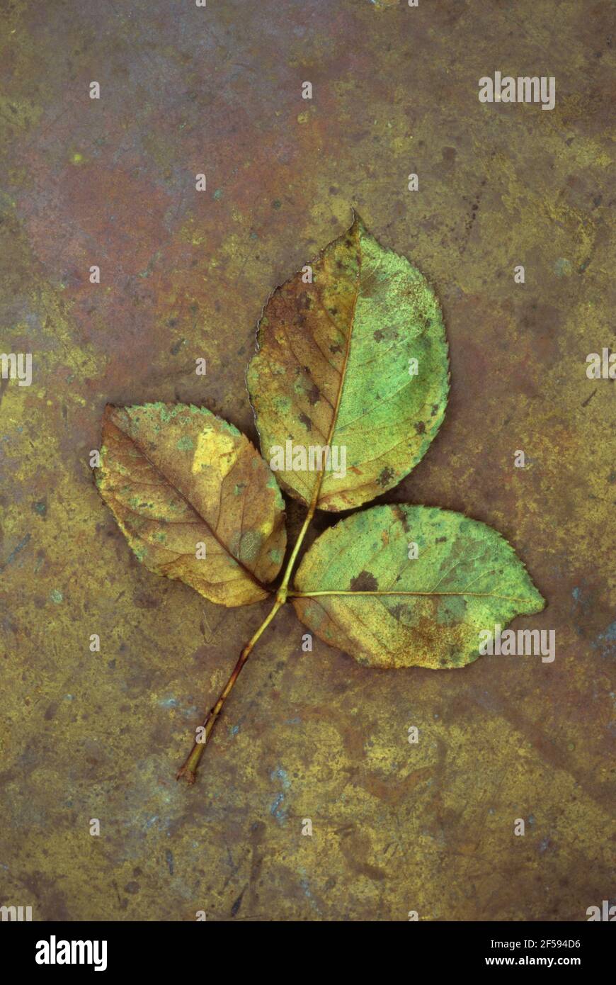 Autumnal brown green and gold leaf from rose bush lying on tarnished brass Stock Photo
