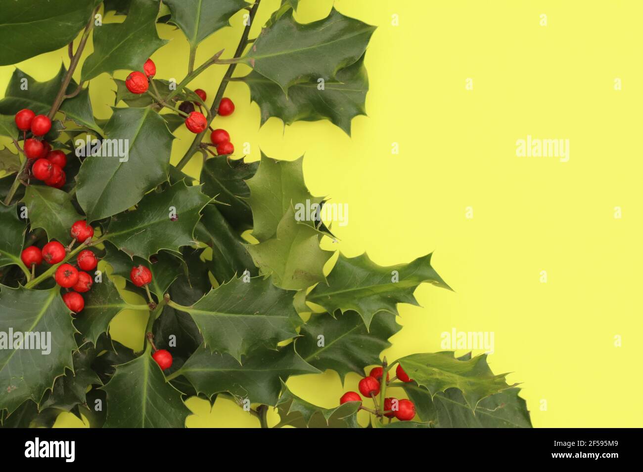 Holly and berries on yellow background, bourder Stock Photo