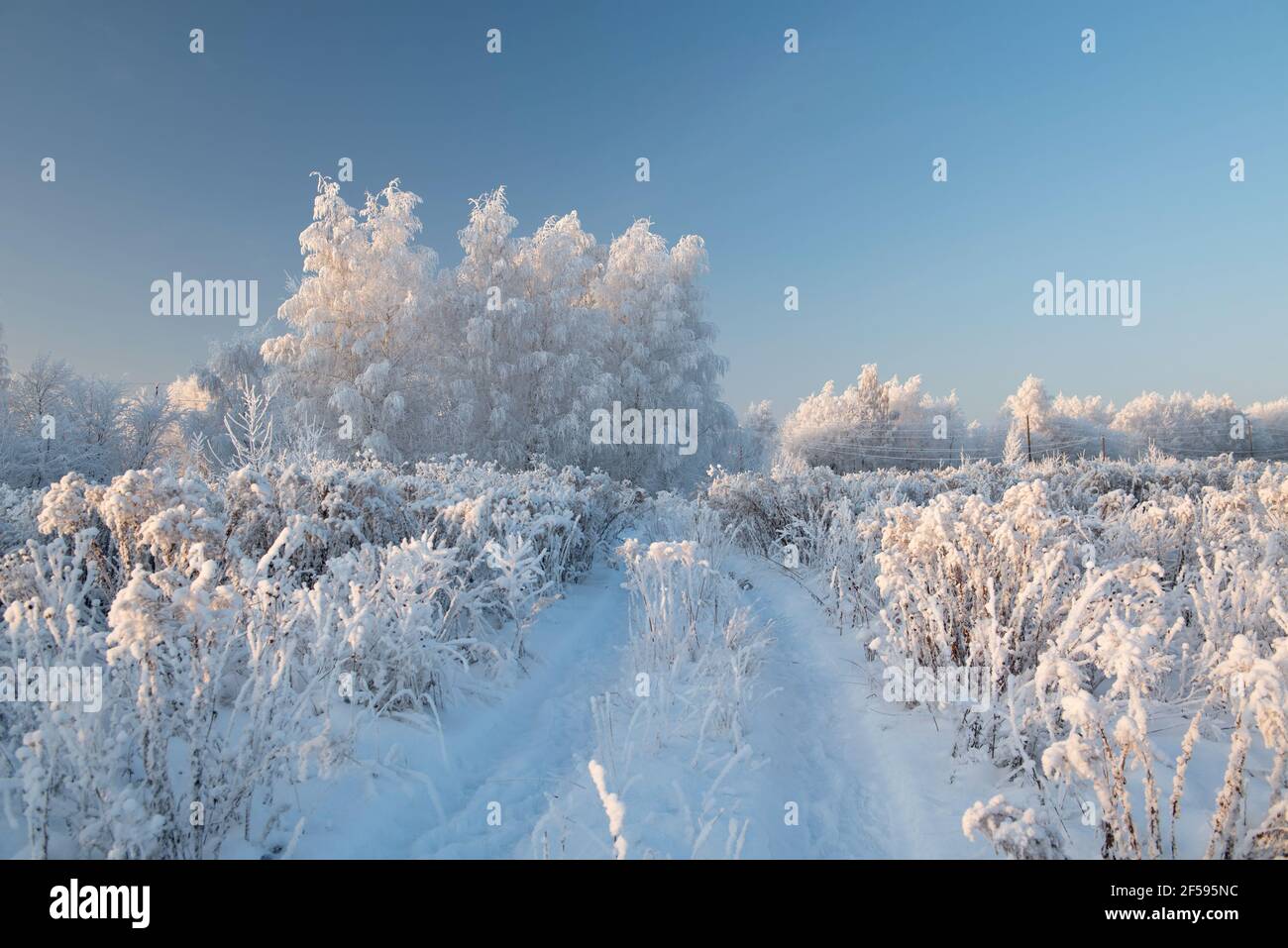 Winter landscape with snowy trees and plants Stock Photo - Alamy