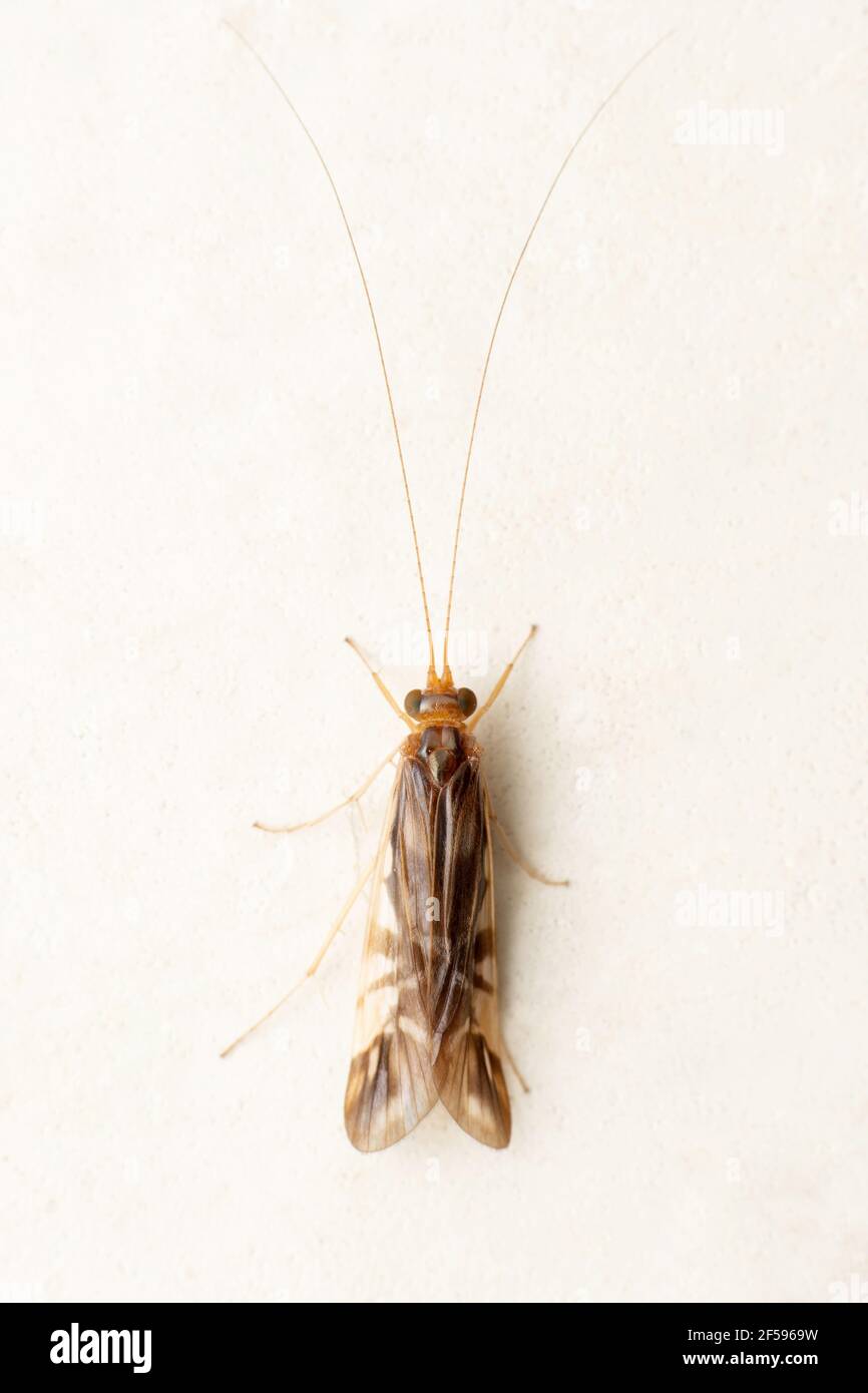 Adult Caddisfly, Trichoptera, Satara, Maharashtra, India Stock Photo