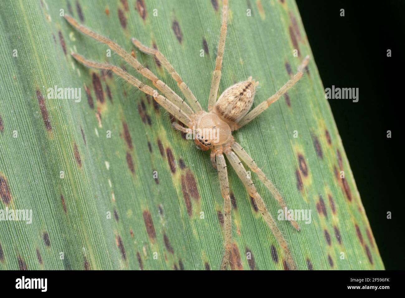 Page 2 Green Huntsman Spider High Resolution Stock Photography And Images Alamy