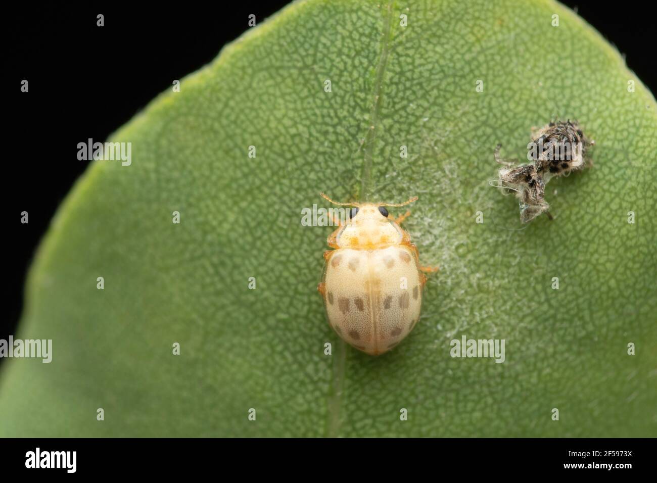 Freshly Moulted Asian Lady Beetle, Harmonia axyridis, Satara, Maharashtra, India Stock Photo