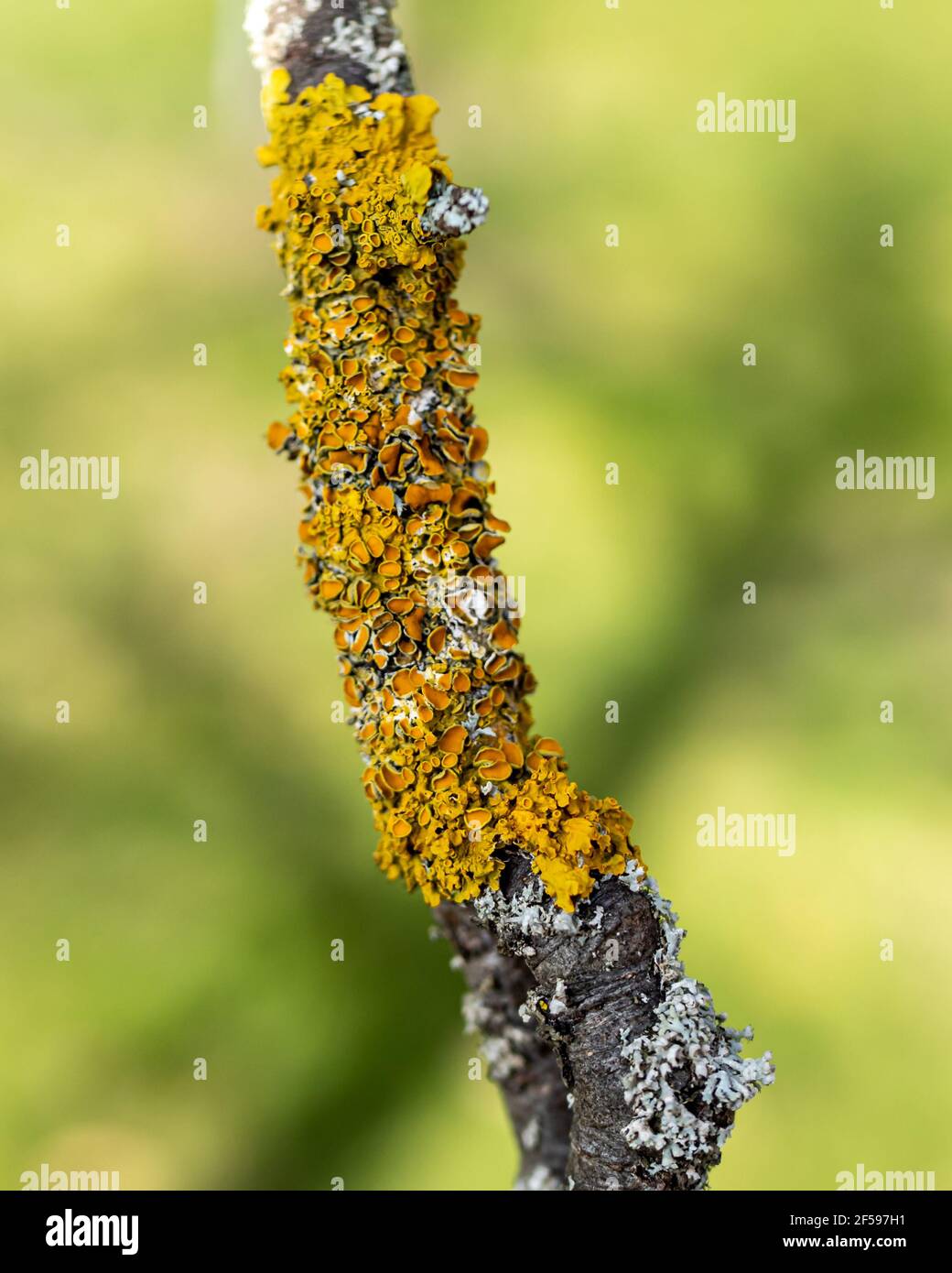 Lichen on a branch of an apple tree Stock Photo