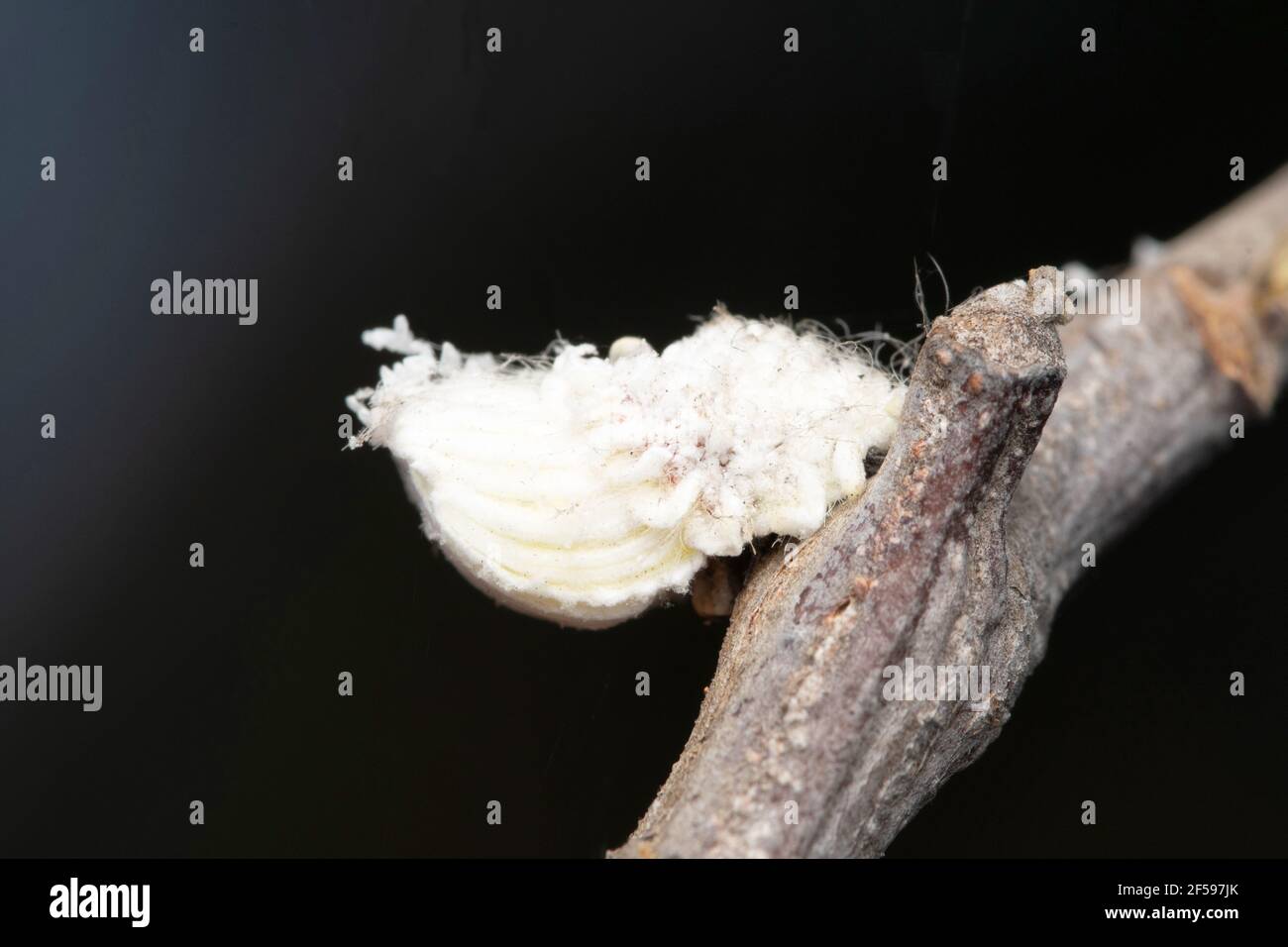 Snow fungus, Postia sericeomollis, Satara, Maharashtra, India Stock Photo