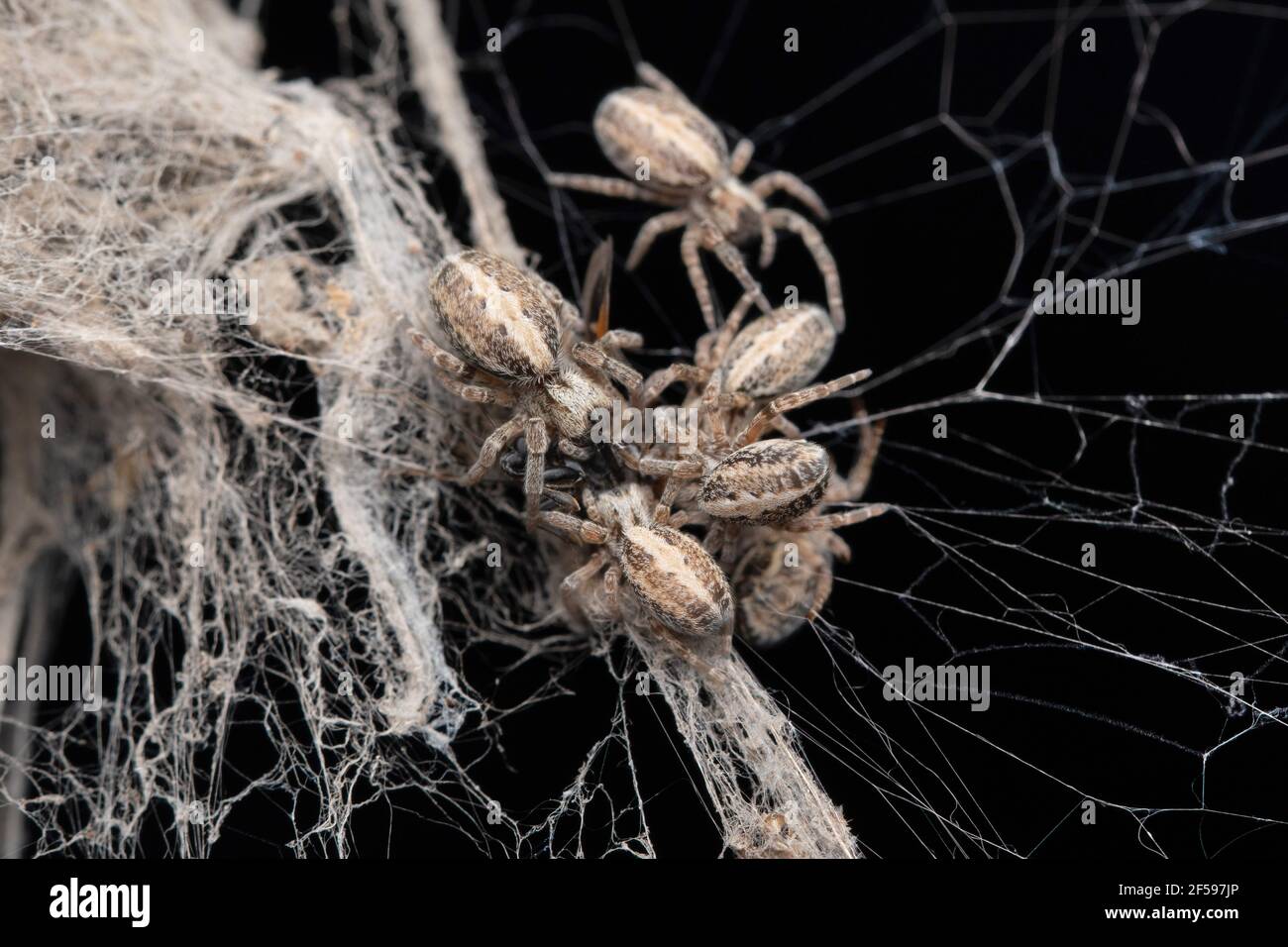 Social Spiders Hunting, Stegodyphus sarasinorum, Satara, Maharashtra