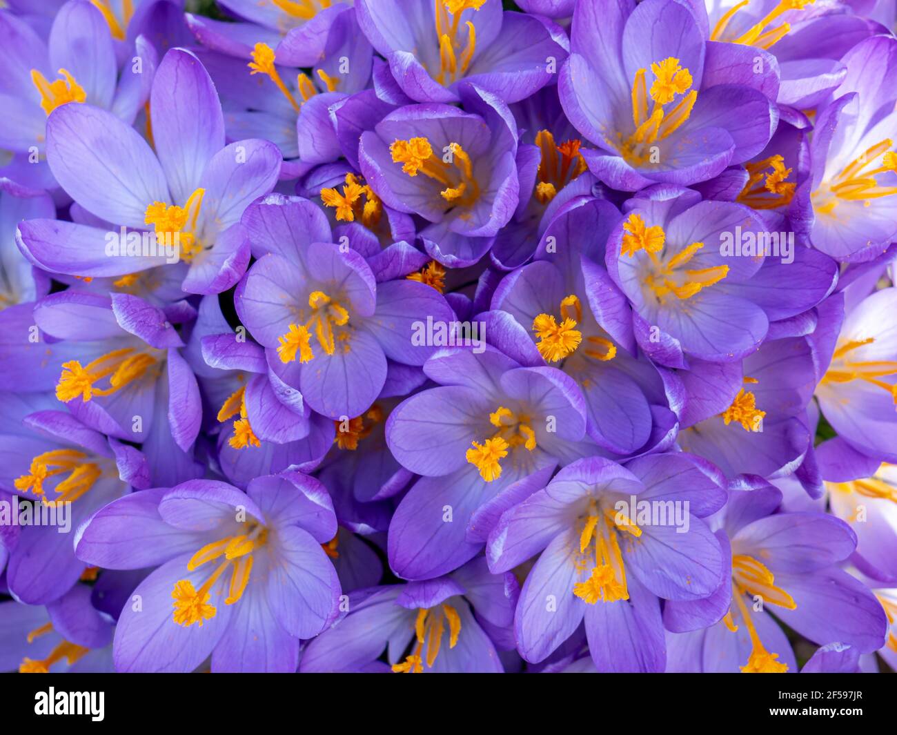 Purple in spring hi-res stock photography and images - Alamy