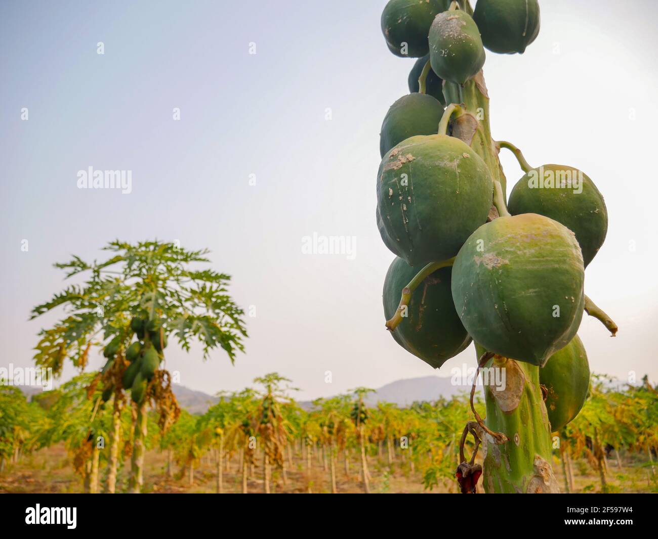 papayas fruits hanging on tree in papaya orchard farm Stock Photo Alamy