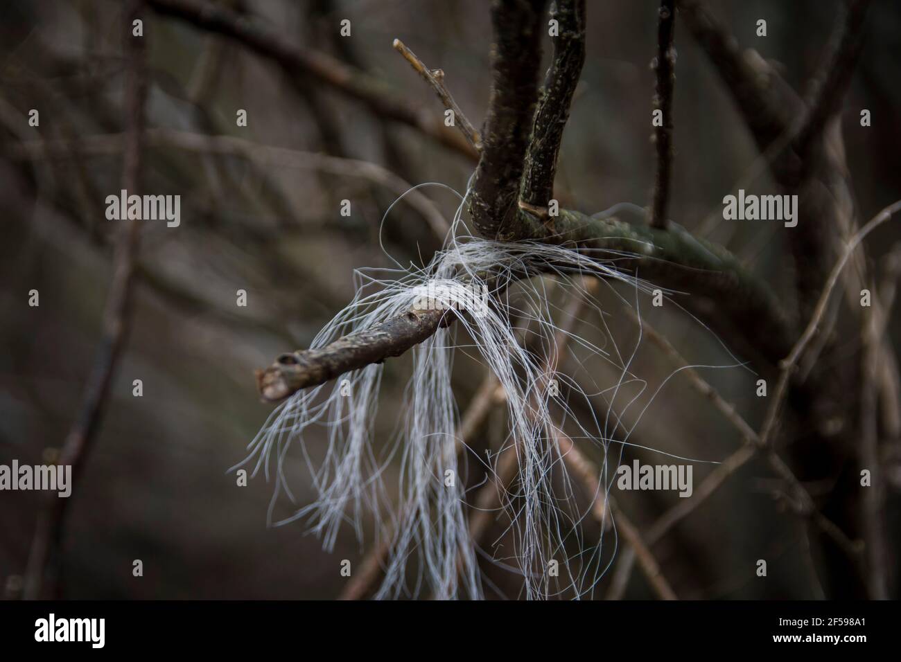 Wild horse white hair stuck in tree branches from back scratching Stock Photo