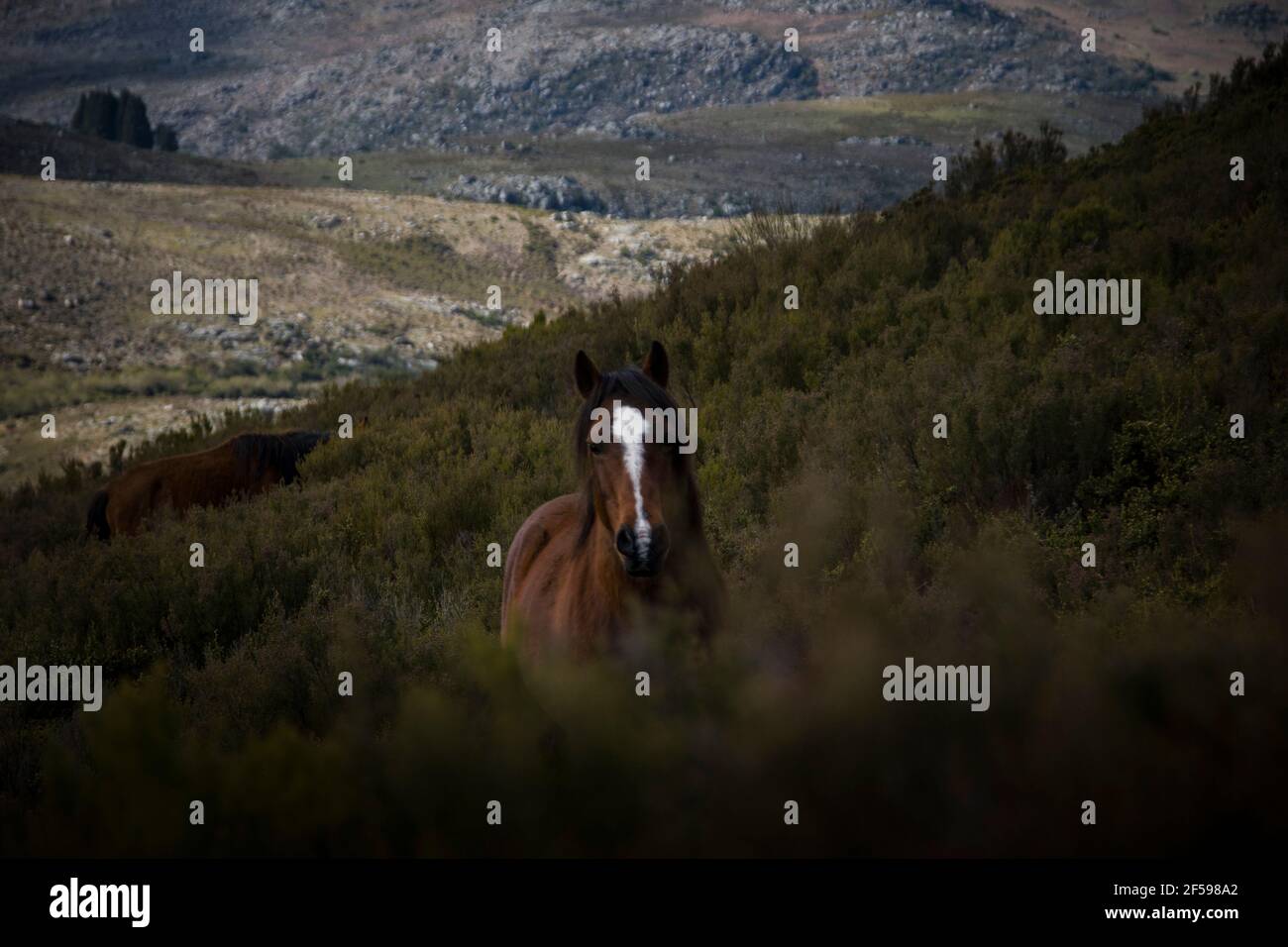 Portrait of Brown Wild horse standing in the middle of the green vegetation looking straight to the camera Stock Photo