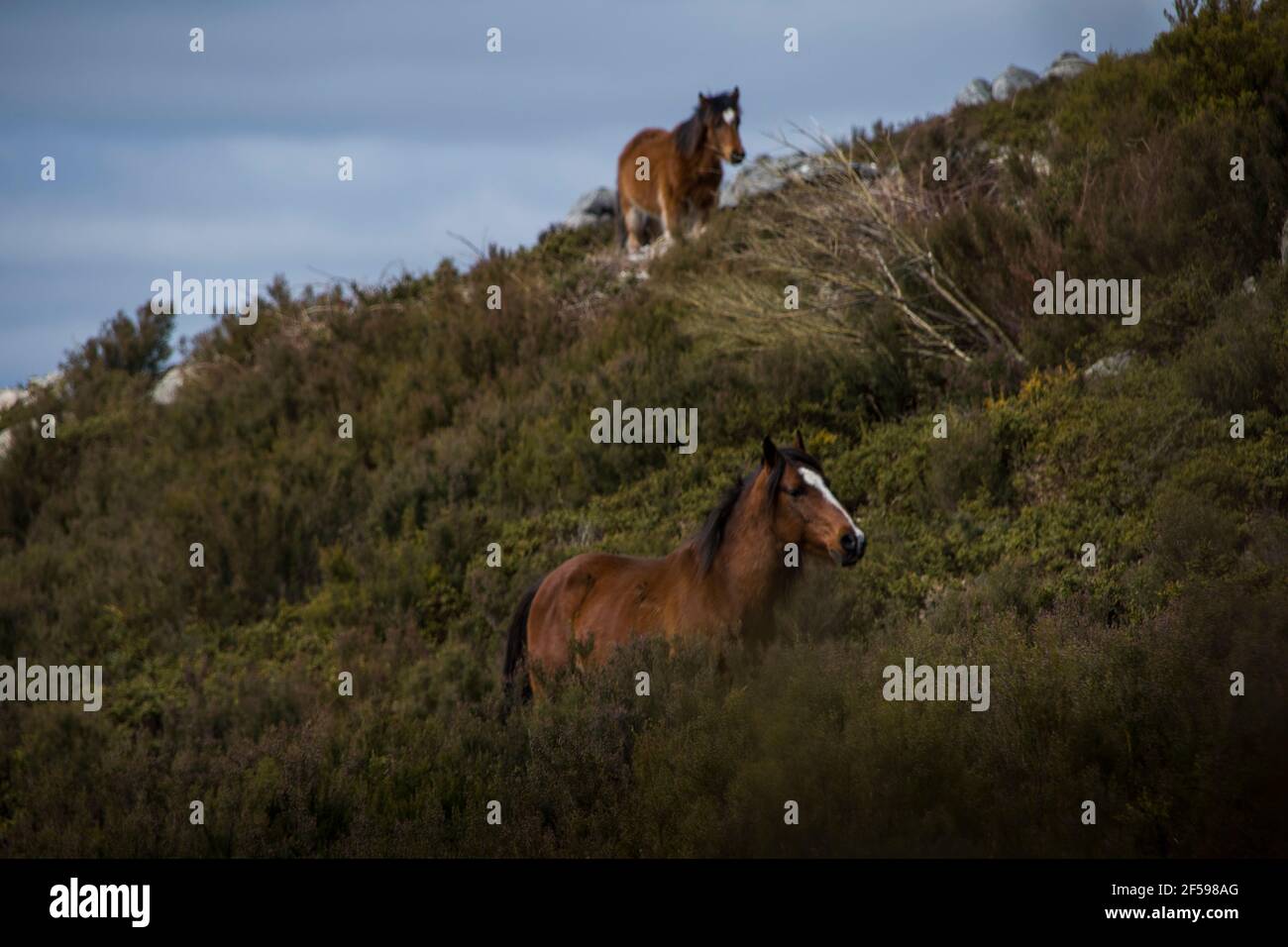 Brown Wild horses standing in the middle of the green vegetation grazing Stock Photo